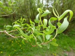 Salix matsudana 'Tortuosa'. Concave leaves and twisted stem.
 Image: M. Gabarret © TreesforBeesNZ All rights reserved.